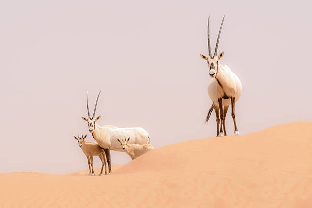 Explore the Wonders of Al Marmoom Desert Safari