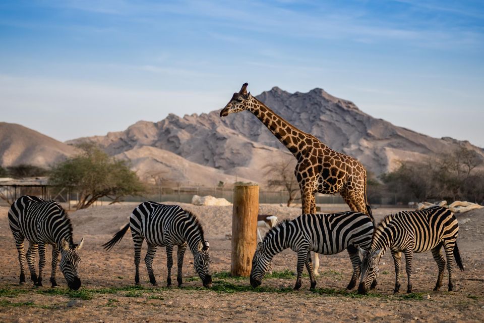 Al Ain Zoo: A Wilderness Adventure in the Heart of the UAE