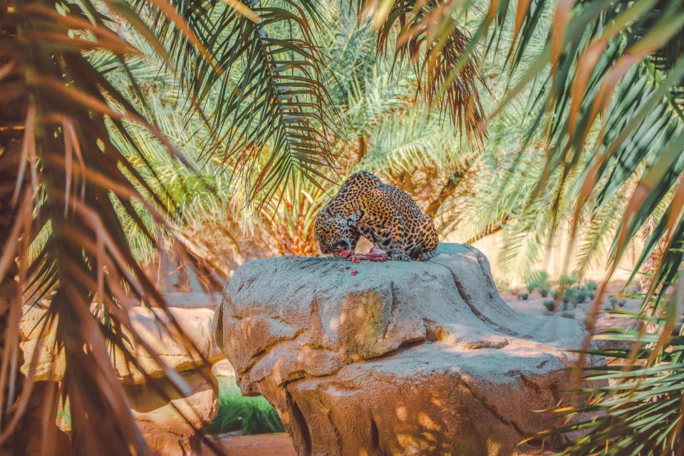 Al Ain Zoo: A Wilderness Adventure in the Heart of the UAE