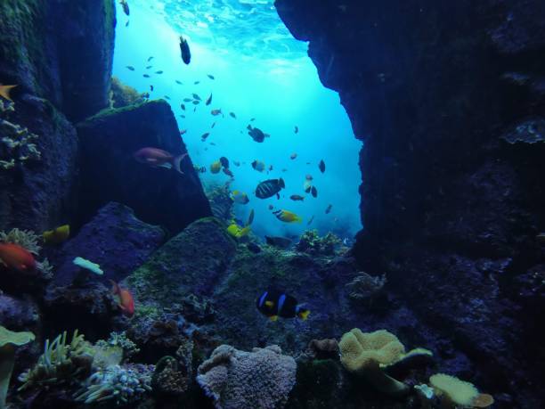 Dive into Adventure: Scuba Diving in Fujairah